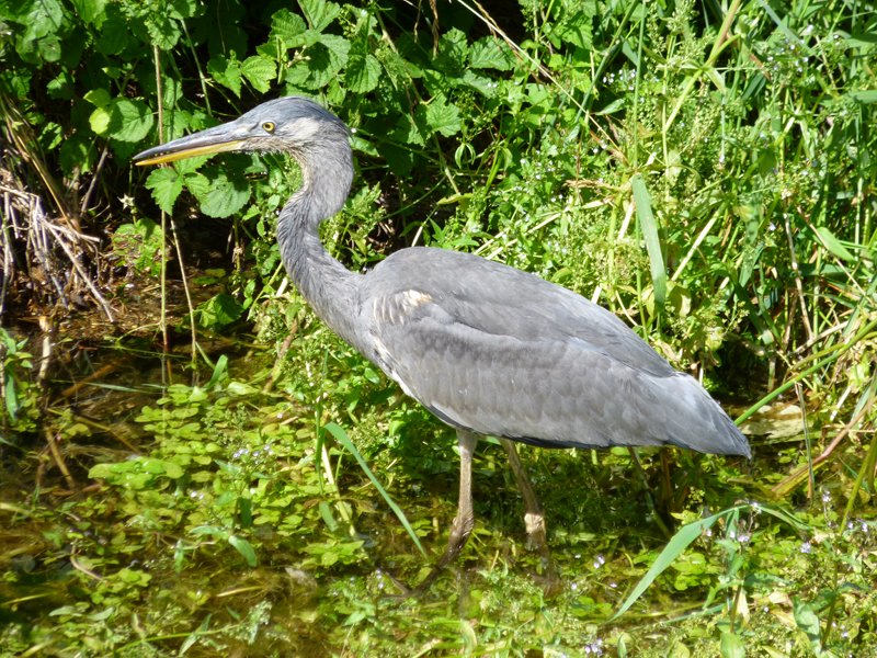 Grey heron - Ampola