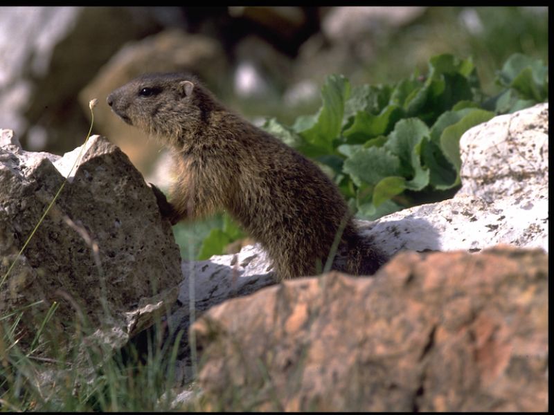 Marmotta (Marmota marmota)
