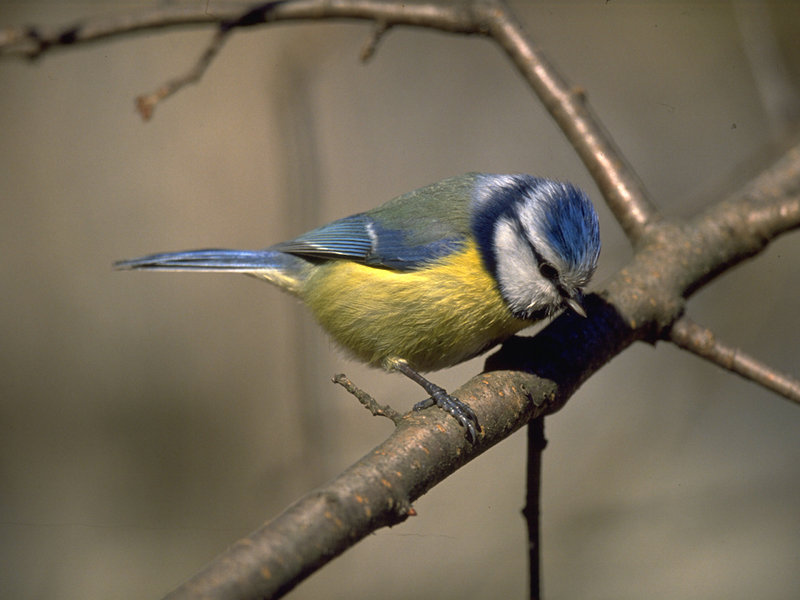 Eurasian blue tit