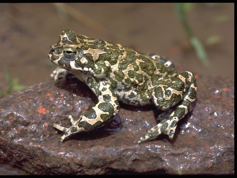 Rospo smeraldino (Bufotes viridis)