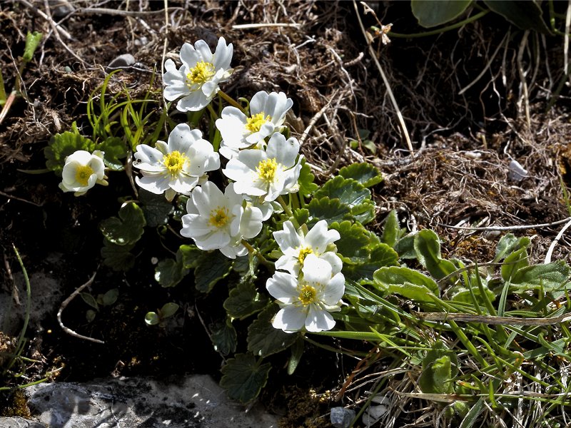 Ranunculus bilobus