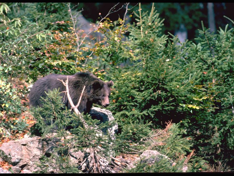 Orso (Ursus arctos)
